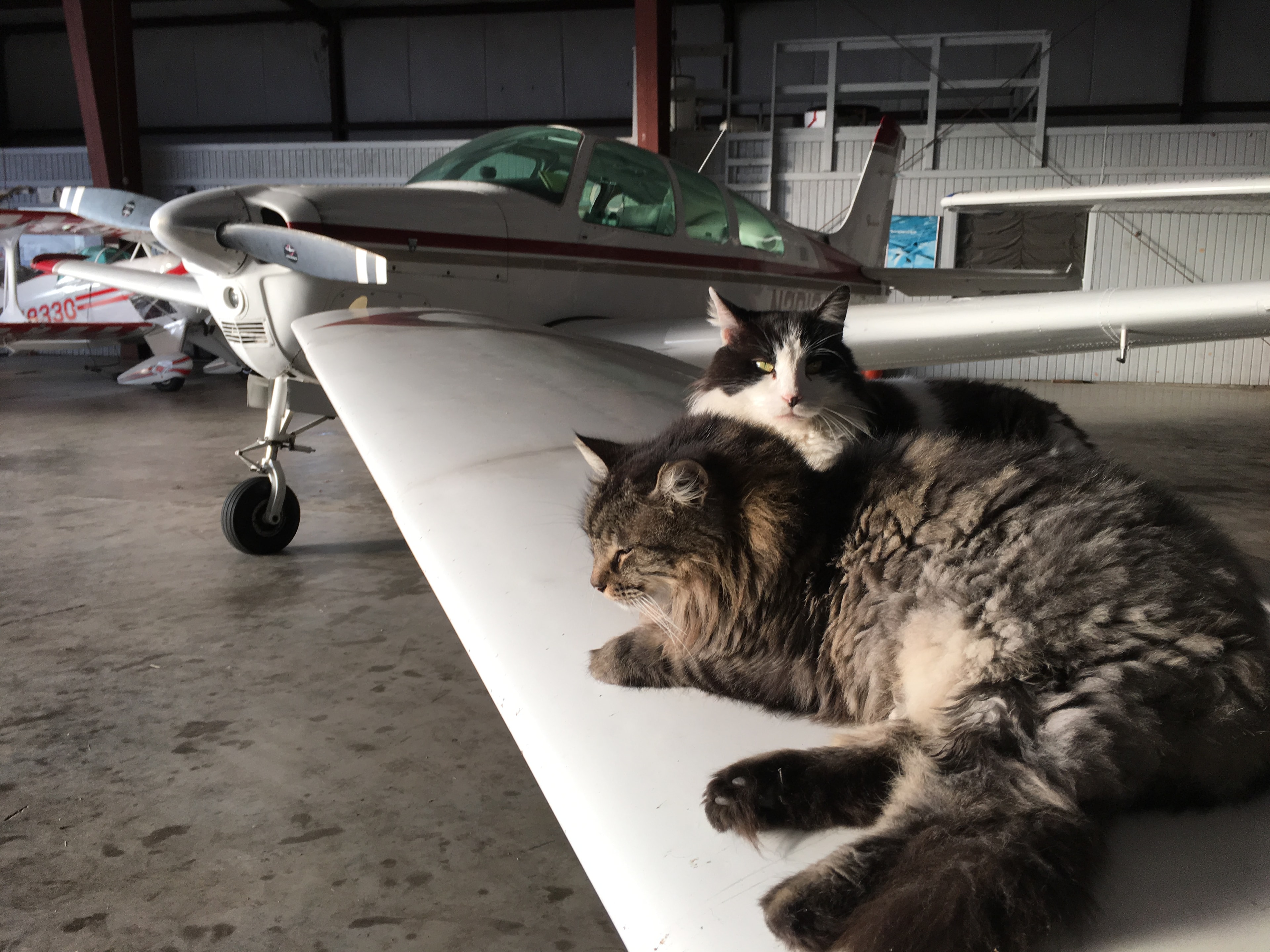 Two cats lounging on an aircraft wing in the hangar