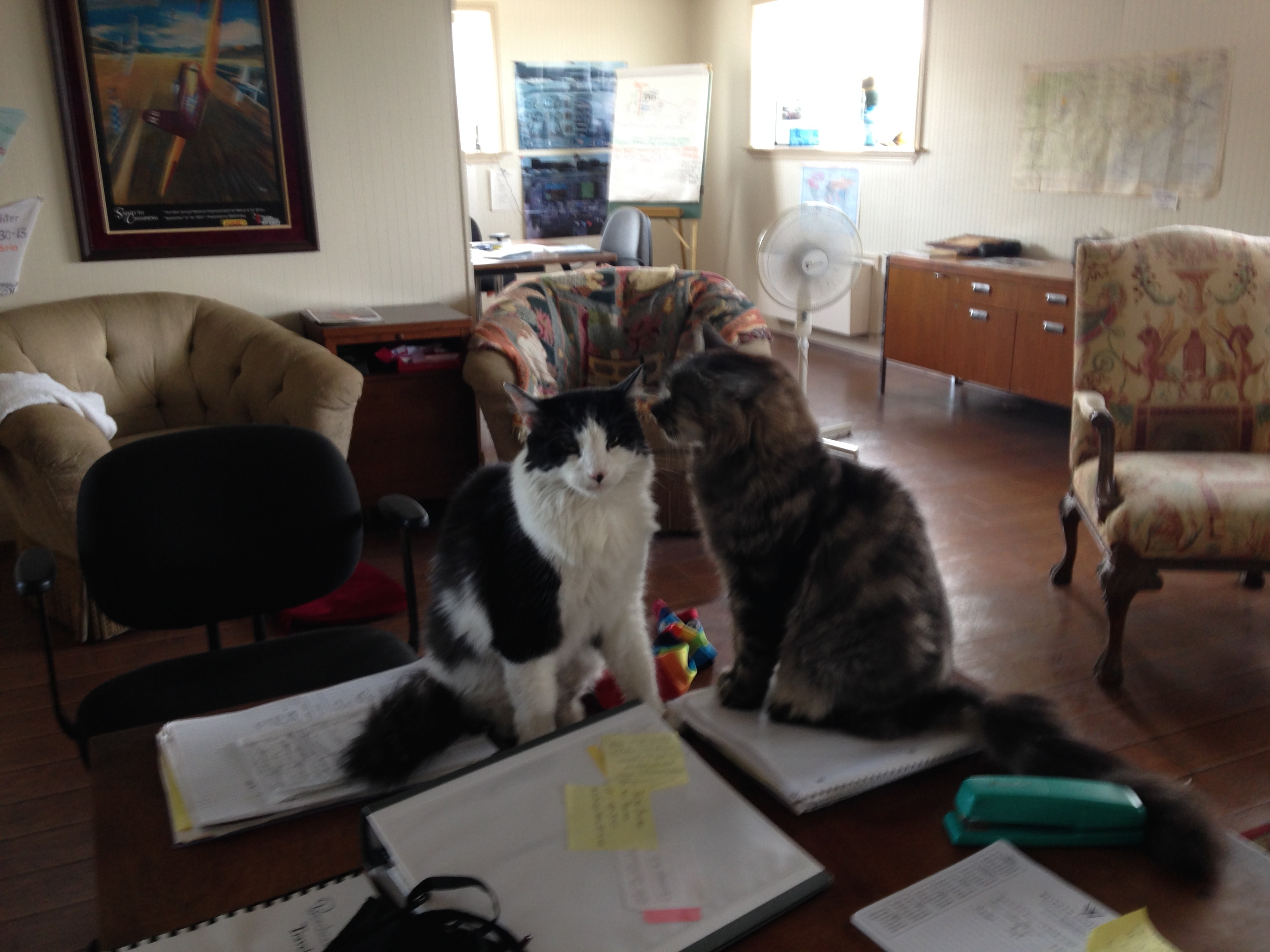 Two cats sitting on the desk in the flight school office